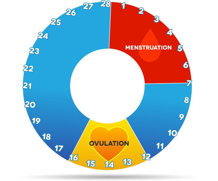 Cycle menstruel.jpg